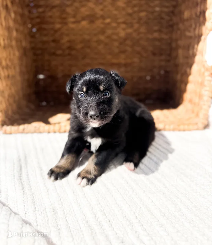 Bluey – Australian Shepherd puppy for sale in Unionville, IA