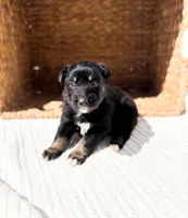 Bluey, a female Australian Shepherd for sale in Unionville, IA – Photo 2 of 7