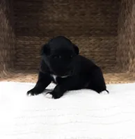 Bluey, a female Australian Shepherd for sale in Unionville, IA – Photo 3 of 3