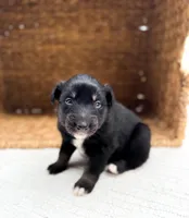 Bluey, a female Australian Shepherd for sale in Unionville, IA – Photo 7 of 7