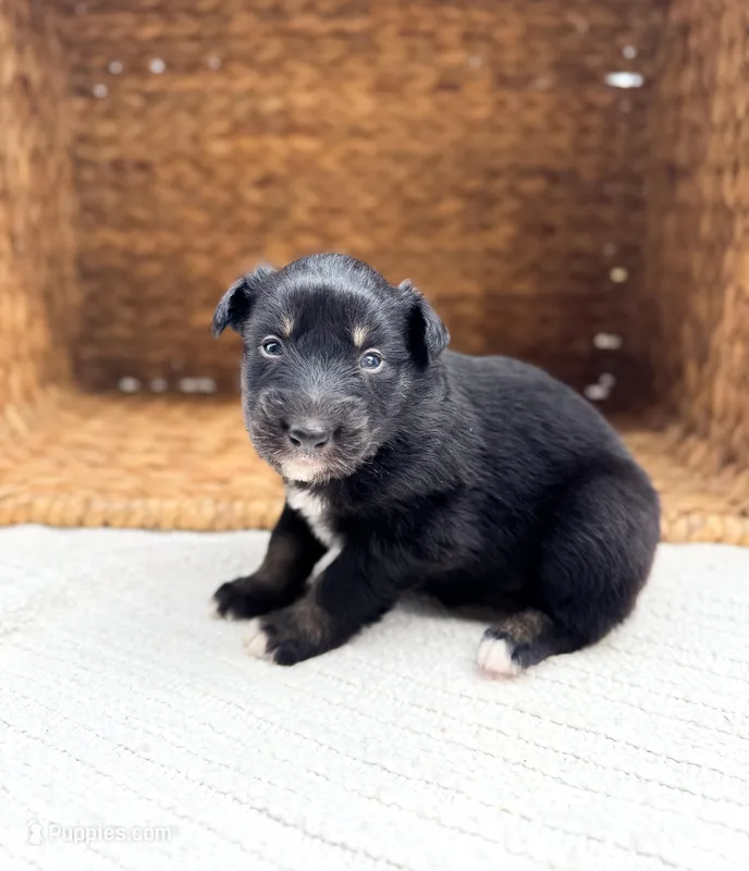 Bluey – Australian Shepherd puppy for sale in Unionville, IA