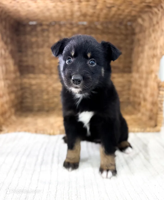 Bluey – Australian Shepherd puppy for sale in Unionville, IA