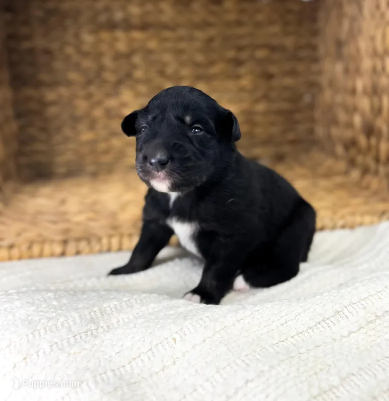 Bluey – Australian Shepherd puppy for sale in Unionville, IA