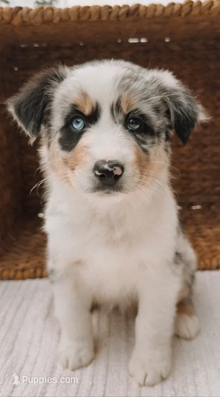 Truvyy – Australian Shepherd puppy for sale in Unionville, IA