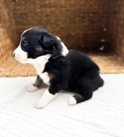 Calypso, a female Australian Shepherd for sale in Unionville, IA – Photo 6 of 7