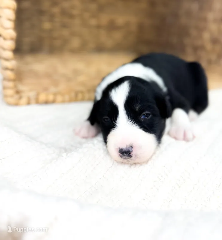 Calypso – Australian Shepherd puppy for sale in Unionville, IA