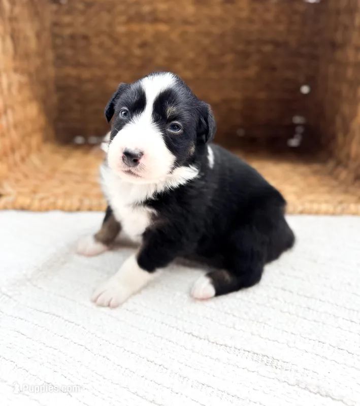 Calypso – Australian Shepherd puppy on hold in Unionville, IA