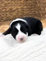Calypso, a female Australian Shepherd for sale in Unionville, IA – Photo 3 of 4