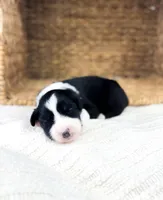 Calypso, a female Australian Shepherd for sale in Unionville, IA – Photo 4 of 4