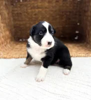 Calypso, a female Australian Shepherd for sale in Unionville, IA – Photo 7 of 7