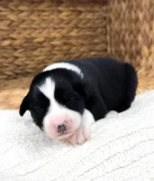 Calypso, a female Australian Shepherd for sale in Unionville, IA – Photo 2 of 4