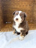 Sprinkles, a female Australian Shepherd for sale in Unionville, IA – 3 of 3