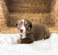 Tiki, a female Australian Shepherd for sale in Unionville, IA – 2 of 2