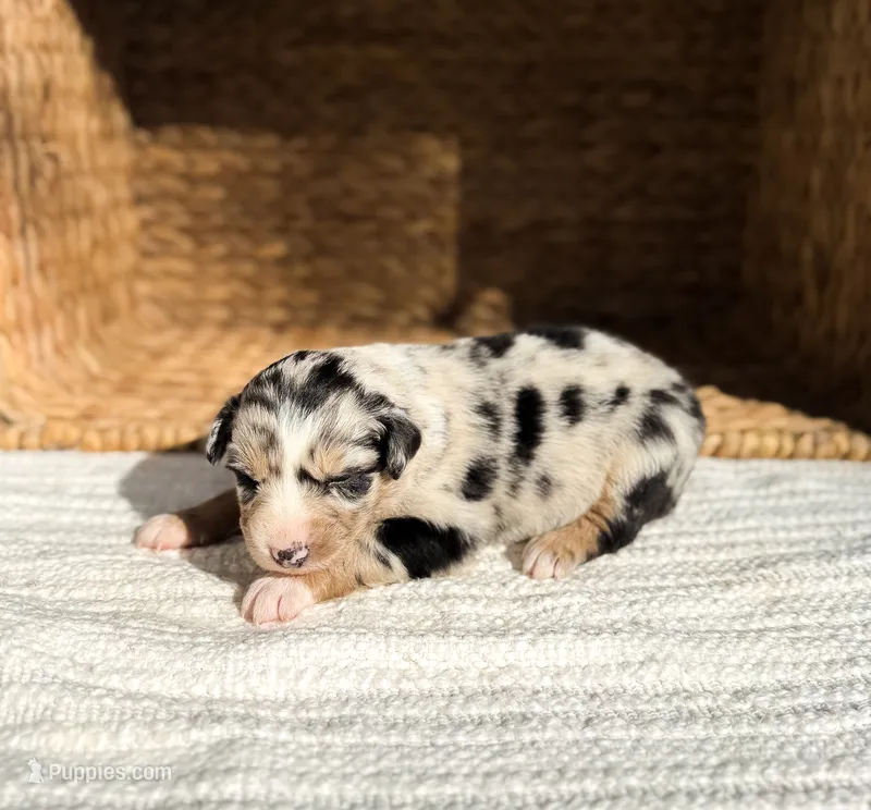 Dolly – Australian Shepherd puppy for sale in Unionville, IA