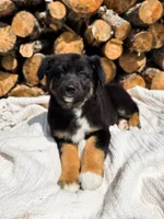 Winston, a male Australian Shepherd for sale in Unionville, IA – 2 of 5
