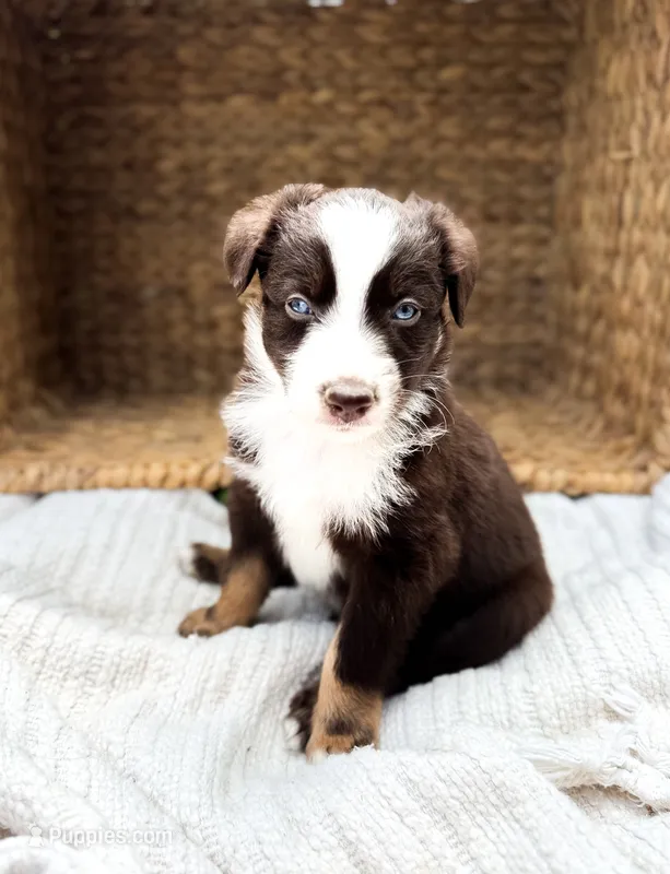 Reef – Australian Shepherd puppy for sale in Unionville, IA