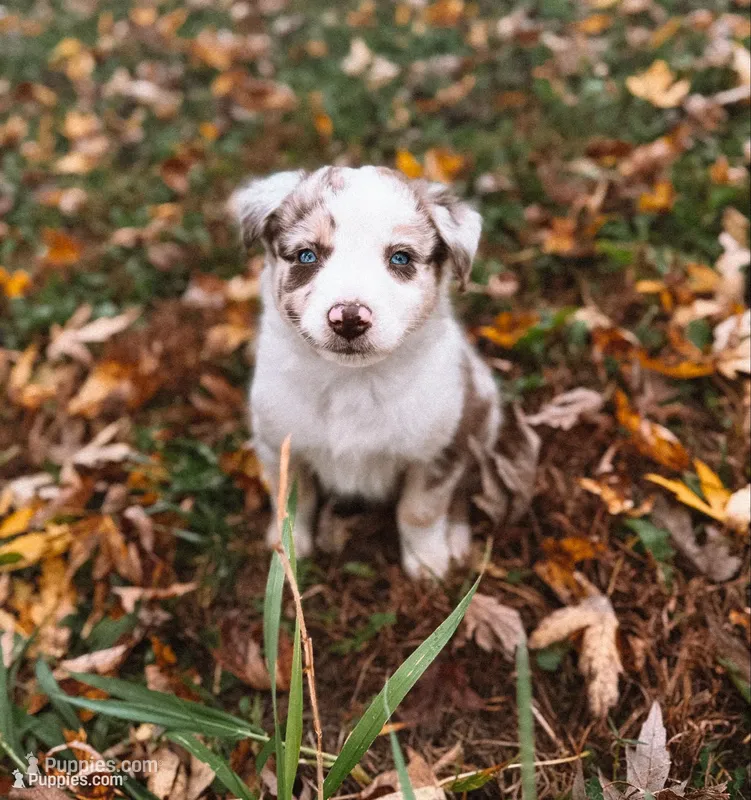 Sparkle  – Australian Shepherd puppy for sale in Unionville, IA