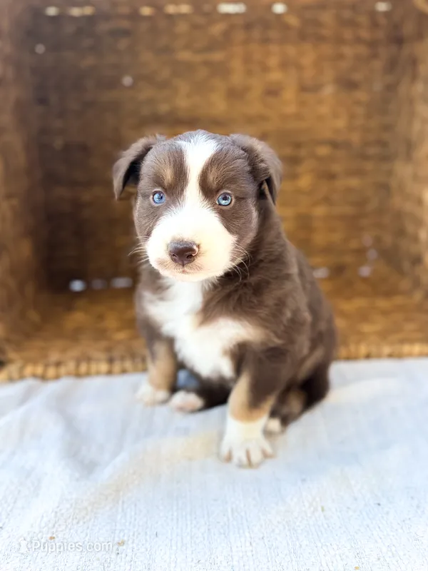 Sprinkles – Australian Shepherd puppy for sale in Unionville, IA