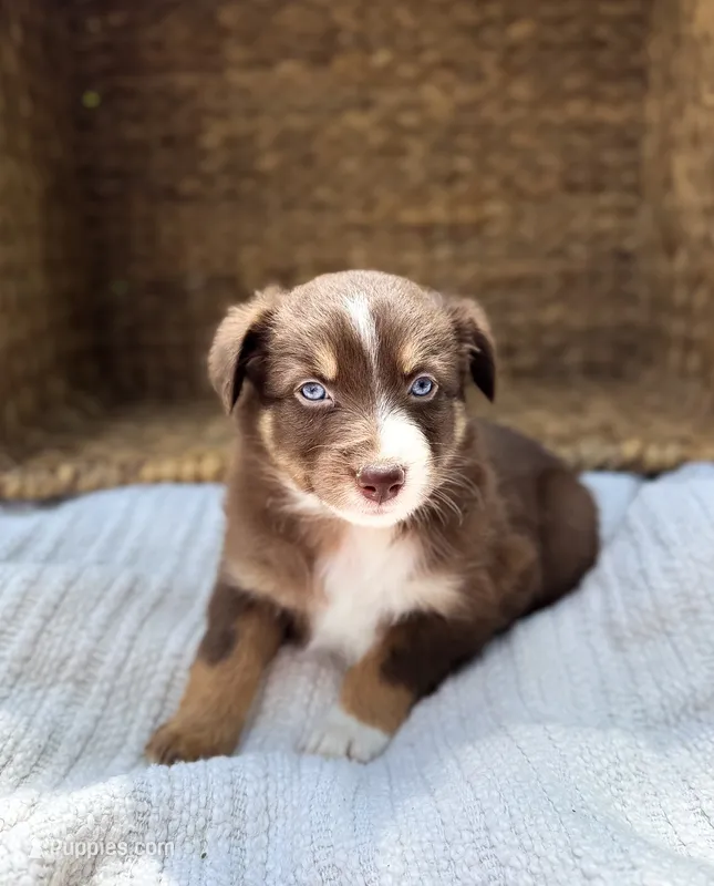 Tiki – Australian Shepherd puppy for sale in Unionville, IA