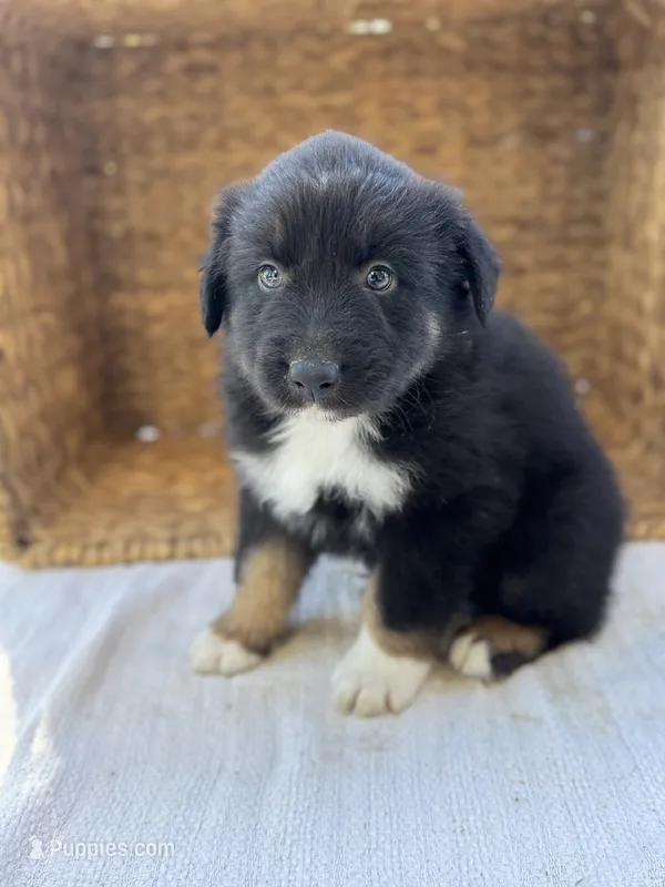 Porter – Australian Shepherd puppy for sale in Unionville, IA