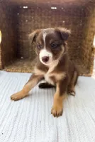 Cove, a male Australian Shepherd for sale in Unionville, IA – 8 of 8