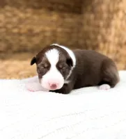 Winton, a male Australian Shepherd for sale in Unionville, IA – Photo 3 of 5