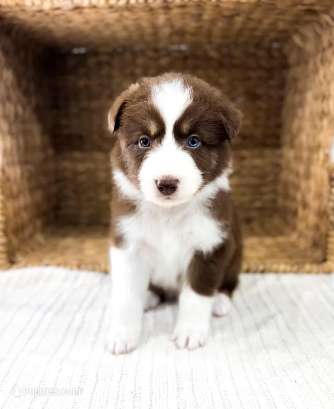 Winton – Australian Shepherd puppy for sale in Unionville, IA