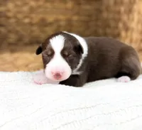 Winton, a male Australian Shepherd for sale in Unionville, IA – Photo 2 of 5