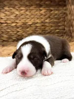 Winton, a male Australian Shepherd for sale in Unionville, IA – Photo 4 of 5