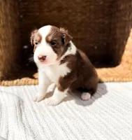 Winton, a male Australian Shepherd for sale in Unionville, IA – Photo 2 of 8