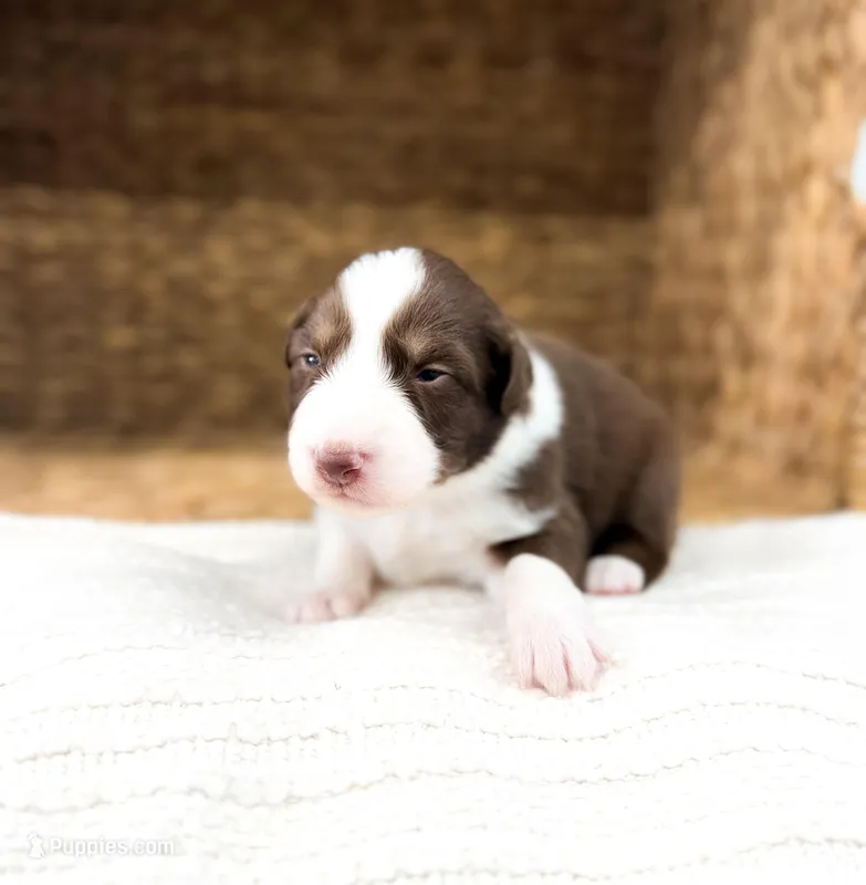 Winton – Australian Shepherd puppy for sale in Unionville, IA