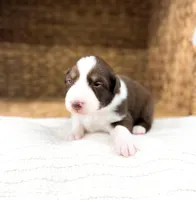 Winton, a male Australian Shepherd for sale in Unionville, IA – Photo 1 of 5
