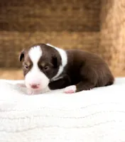 Winton, a male Australian Shepherd for sale in Unionville, IA – Photo 5 of 5