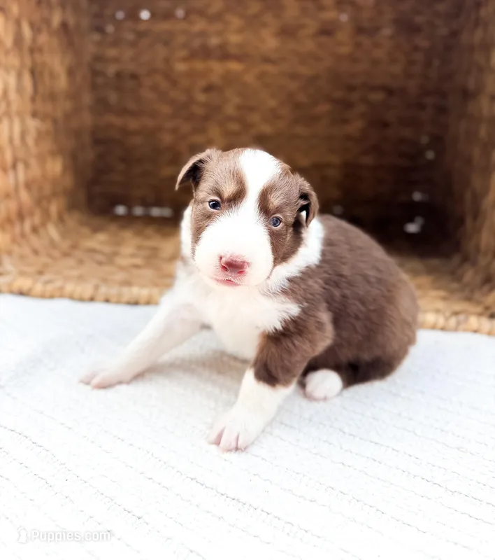 Winton – Australian Shepherd puppy for sale in Unionville, IA