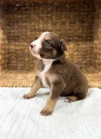 Cove, a male Australian Shepherd for sale in Unionville, IA – 2 of 2