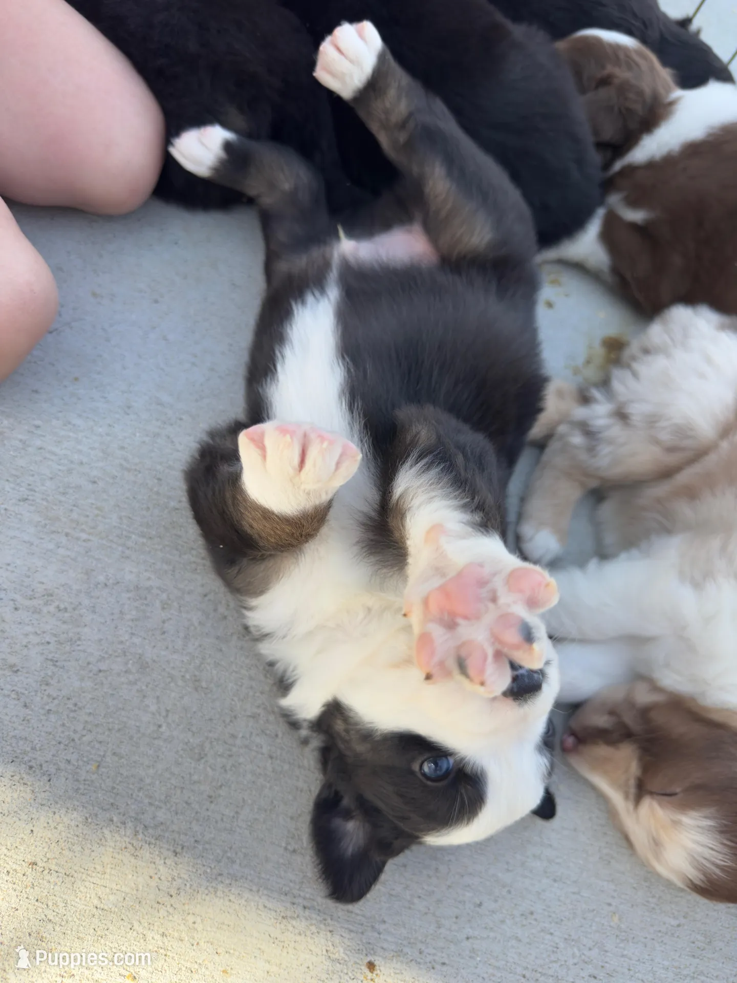 Bucky – Australian Shepherd puppy for sale in Unionville, IA