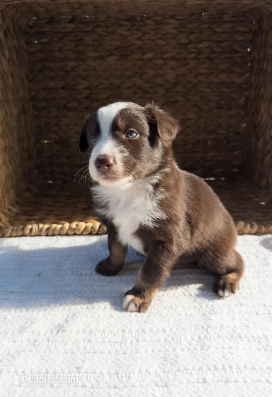 Reef – Australian Shepherd puppy for sale in Unionville, IA