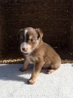 Cove, a male Australian Shepherd for sale in Unionville, IA – 7 of 8