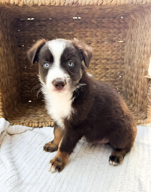 Reef – Australian Shepherd puppy for sale in Unionville, IA