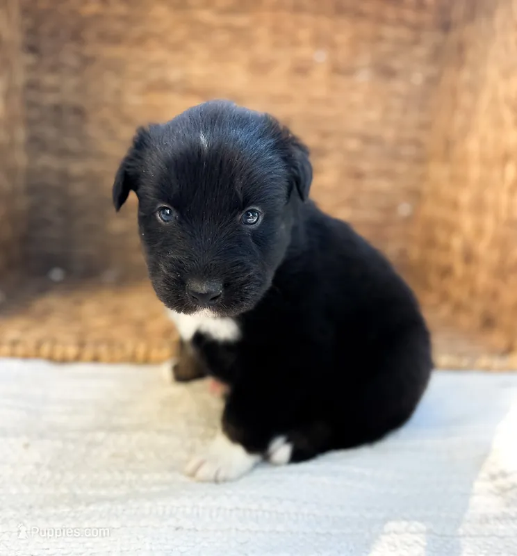Porter – Australian Shepherd puppy for sale in Unionville, IA