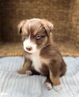 Cove, a male Australian Shepherd for sale in Unionville, IA – 5 of 8