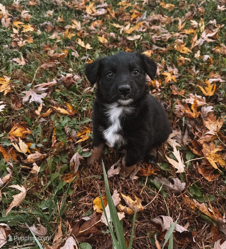 Unicorn – Australian Shepherd puppy for sale in Unionville, IA