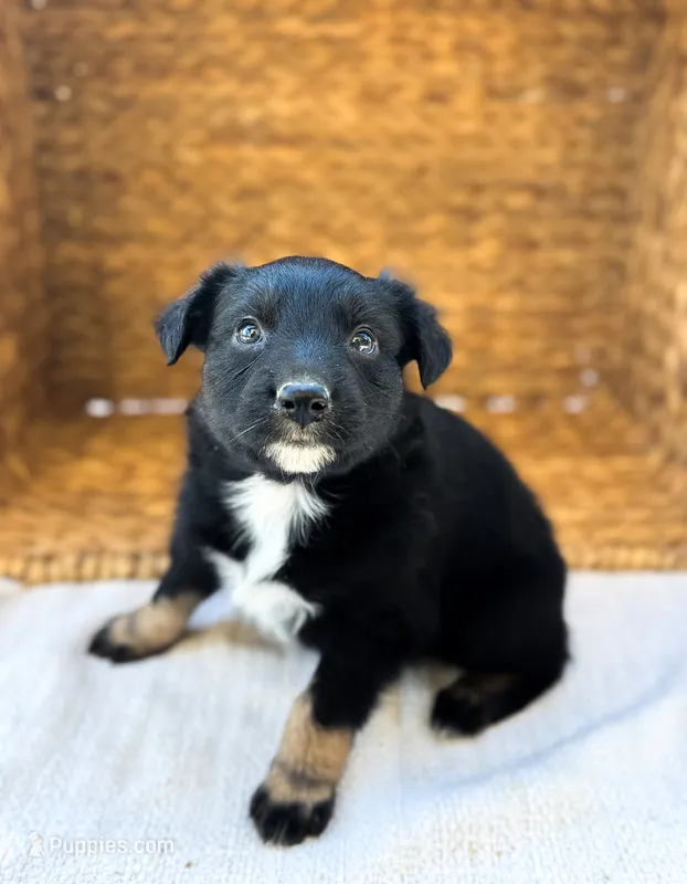 Unicorn – Australian Shepherd puppy for sale in Unionville, IA