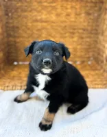 Unicorn, a female Australian Shepherd for sale in Unionville, IA – 1 of 2