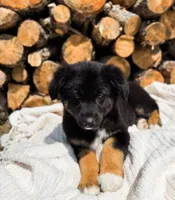 Winston, a male Australian Shepherd for sale in Unionville, IA – 1 of 5