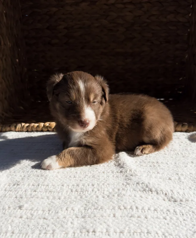 Tiki – Australian Shepherd puppy for sale in Unionville, IA