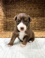 Rio, a male Australian Shepherd for sale in Unionville, IA – 1 of 3