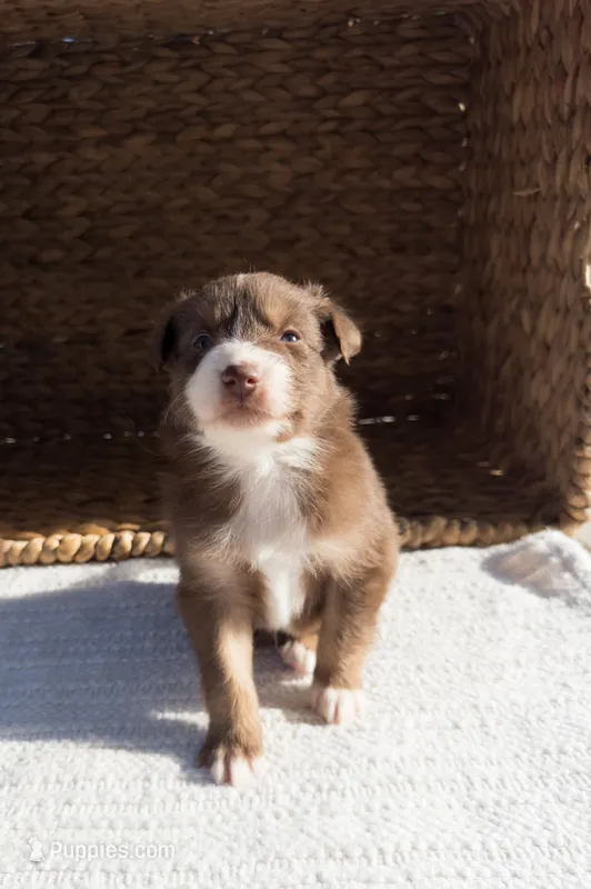 Rio – Australian Shepherd puppy for sale in Unionville, IA