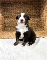 Reef, a male Australian Shepherd for sale in Unionville, IA – 2 of 2