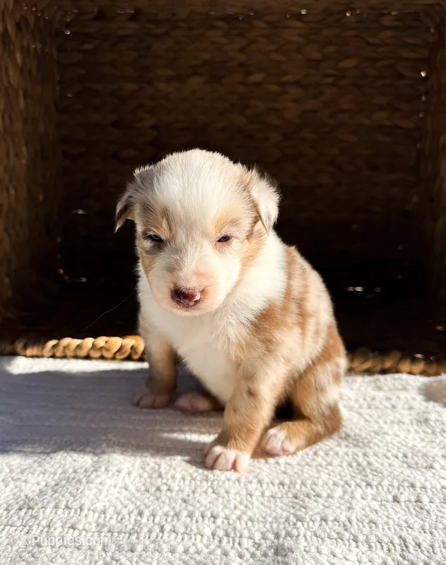 Sunny – Australian Shepherd puppy for sale in Unionville, IA